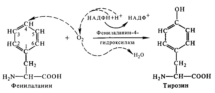 Синтез тирозина. Тирозин синтезируется из фенилаланина. Синтез тирозина из фенилаланина реакция. Фенилаланин в тирозин реакция. Фенилаланин тирозин схема.