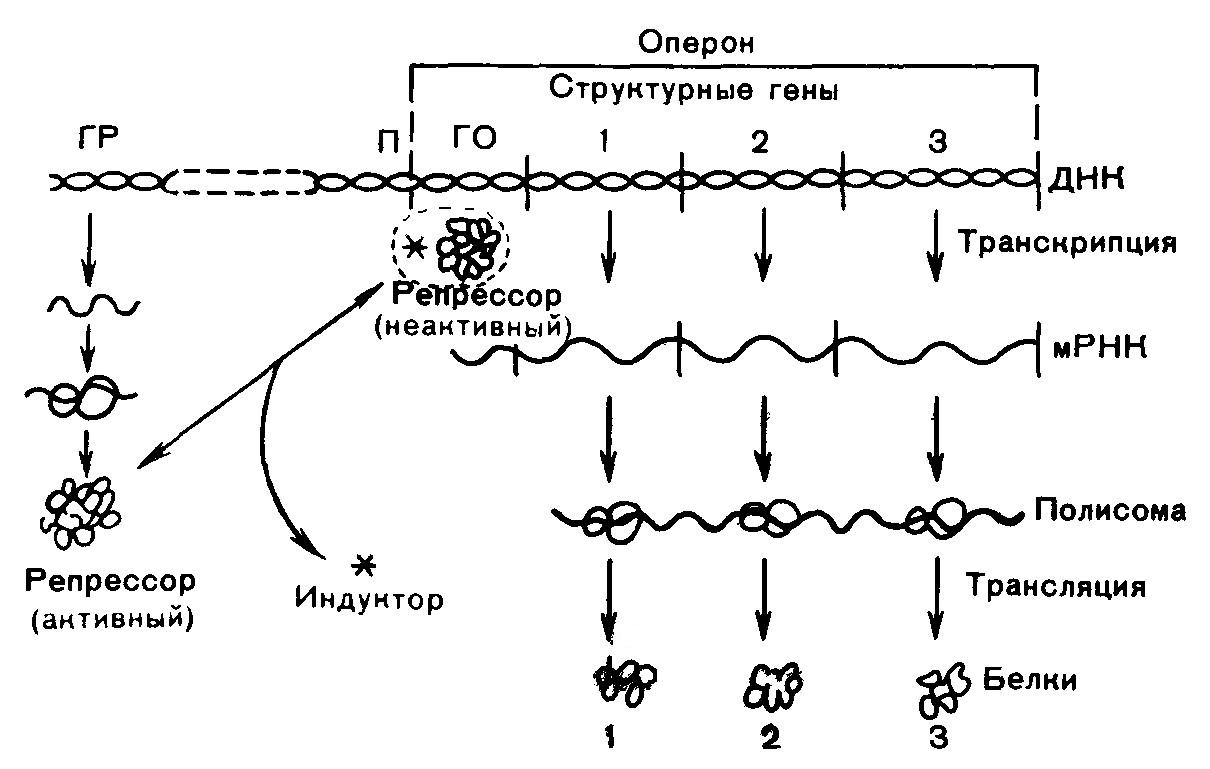 Синтез белка механизмы. Биосинтез белка.регуляция синтеза белка. Регуляция биосинтеза белка у прокариот. Схема регуляции синтеза белка у эукариот. Схема регуляции синтеза белка путем индукции.