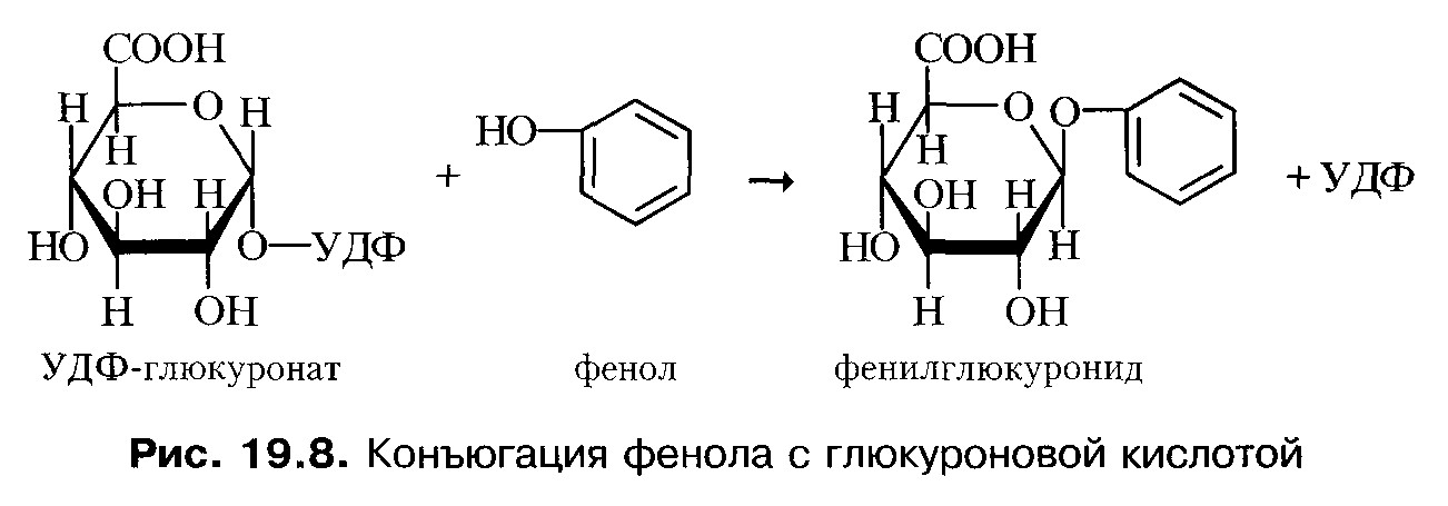 Глицин бензол. Реакция конъюгации с глюкуроновой кислотой. Схемы реакций конъюгации с ФАФС И УДФ-глюкуроновой кислотой. Конъюгация с глюкуроновой кислотой. Реакции конъюгации с глутатионом глюкуроновой и серной кислотами.