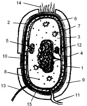 Цитоплазматическая мембрана мезосомы