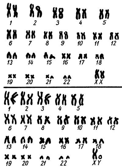 Х хромосома это мужская. Хромосомы женщины. Хромосомы у мужчин и женщин. Хромосмы женщины и мужчин. Женская хромосома и мужская хромосома.
