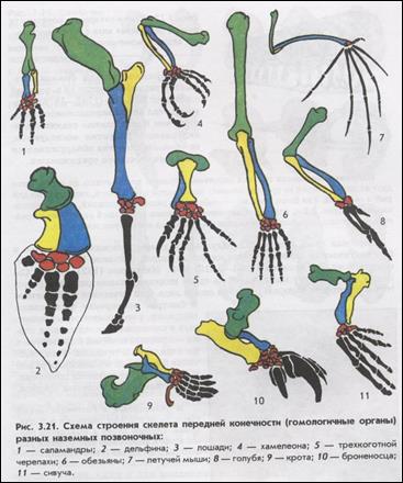 Появление в процессе эволюции пятипалых конечностей. Скелет передней конечности наземных позвоночных. Гомология передних конечностей наземных позвоночных. Скелет задних конечностей наземных позвоночных. Строение скелета передних конечностей позвоночных.