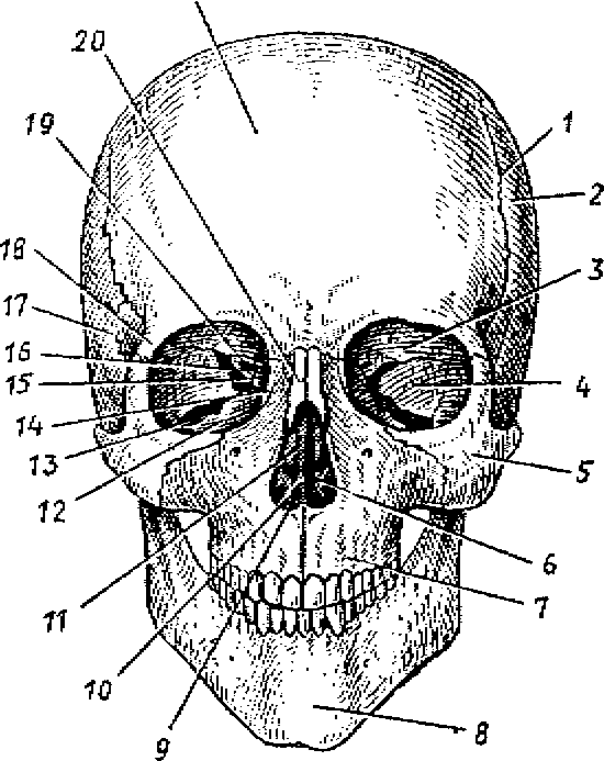 Кости черепа каждая кость. Строение костей черепа анатомия. Череп вид спереди Сапин. Череп человека вид спереди рис 29. Кости черепа человека анатомия вид спереди.