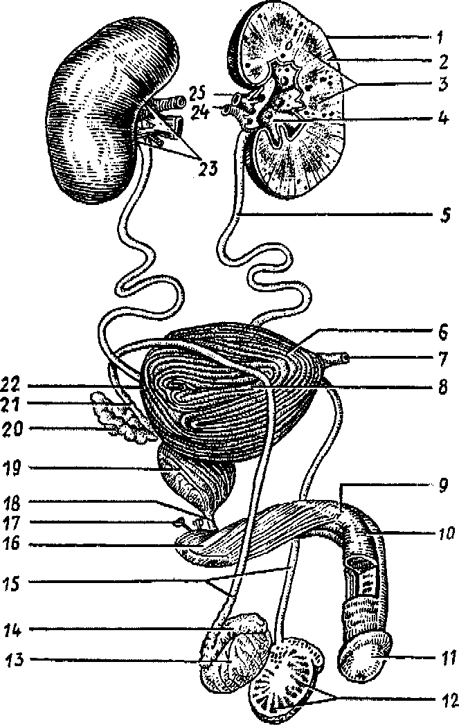 Половые органы мочевой системы. Анатомия мужской мочеполовой системы. Строение мочеполовой системы схема. Строение мужской мочеполовой системы схема. Строение мужской половой системы анатомия.