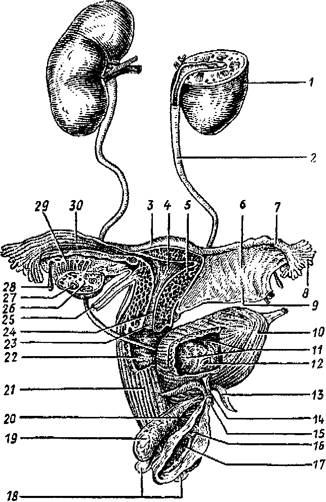Женская внутренняя половая система. Анатомия женской мочеполовой системы. Строение мочеполовой системы у женщин. Анатомия человека Мочеполовая система женщины. Строение мочеполовой системы у мужчин и женщин.