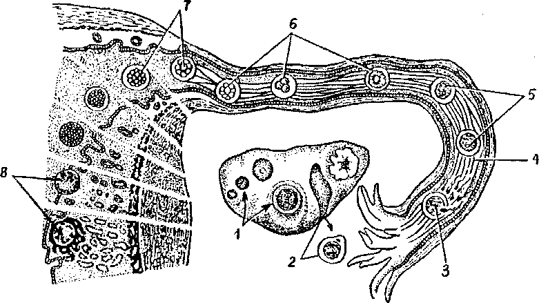 Женские половые органы животных. Продвижение яйцеклетки по маточной трубе. Путь яйцеклетки по маточной трубе. Схема путей яйцеклетки по маточной трубе. Движение зародыша по маточной трубе.