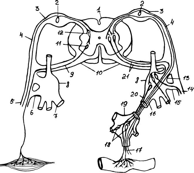 Рефлекторная дуга с мозгом. Соматическая и вегетативная дуга. Спинномозговой нерв рефлекторная дуга. Нервная система рефлекторная дуга спинной мозг. Рефлекторная дуга спинного мозга рисунок.