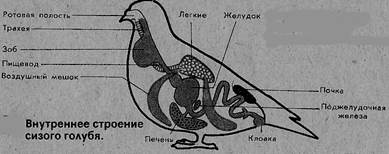 Наружные жабры у земноводных. Внутреннее строение сизого голубя. Дыхательная система животных. Внешнее строение сизого голубя. Центр регуляции дыхания у амфибий.