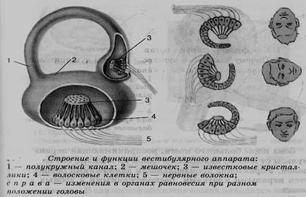 Работа вестибулярного аппарата биология 8 класс. Рис 88 вестибулярный аппарат. Отолитовый аппарат аппарат вестибулярный 3д. Укажите основные части вестибулярного аппарата. Строение вестибулярного.