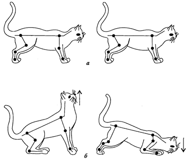 Рефлексы котов. Вестибулярные тонические рефлексы. Тонические выпрямительные рефлексы. Шейные позные рефлексы. Положение тела в пространстве животного.