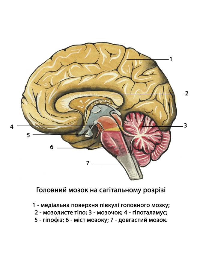 Диэнцефальная дисфункция головного мозга. Диэнцефальные структуры мозга. Диэнцефальные отделы мозга это. Гипоталамо диэнцефальная область мозга. Гипоталамо-гипофизарно-тиреоидная система.