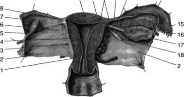 Наружные женские органы относятся. Строение женских органов гинекология. Анатомия женских органов гинекология внешние. Анатомия женских органов гинекология в картинках. Строение женских органов гинекология внутреннее и внешнее.