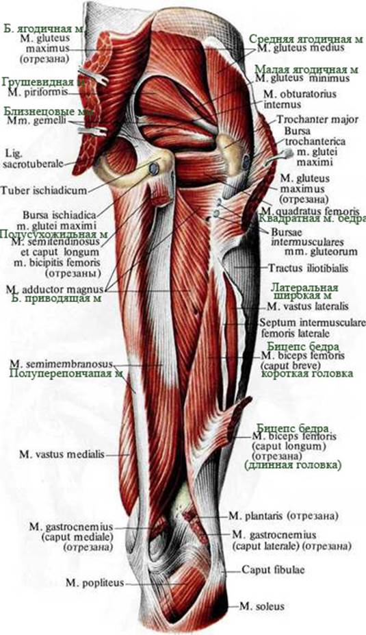 Бедро часть тела человека. Мышцы бедра анатомия Синельников. Атлас Синельникова мышцы бедра. Мышцы таза и бедра анатомия. Мышцы таза Синельников анатомия.