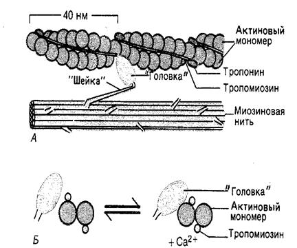 Нити актина. Актиновые филаменты строение. Строение актинового волокна. Взаимодействие актина и миозина в процессе сокращения. Актиновые и миозиновые.
