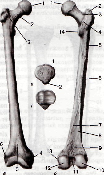 Сколько костей в бедре. Бедренная кость анатомия строение. Бедренная кость анатомия Синельников. Бедренная кость и надколенник. Нижний эпифиз бедренной кости.