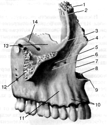 Клыковая ямка. Клыковая ямка верхней челюсти. Верхняя челюсть сбоку. Лобный отросток верхней челюсти. Верхняя челюсть анатомия.