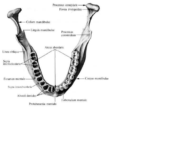 Нижний край нижней челюсти. Двубрюшная ямка нижней челюсти анатомия. Нижняя челюсть анатомия внутренняя поверхность. Строение нижней челюсти вид сбоку. Linea mylohyoidea нижней челюсти.