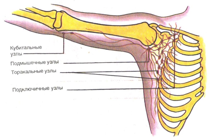 Подключичные Лимфатические Узлы Где Находятся Фото