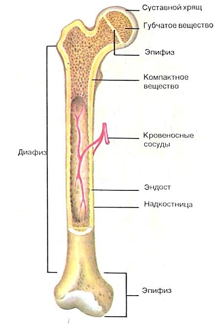 Тело длинной трубчатой кости. Анатомия трубчатой кости. Схема строения кости. Трубчатая кость человека строение. Внутреннее строение трубчатой кости.
