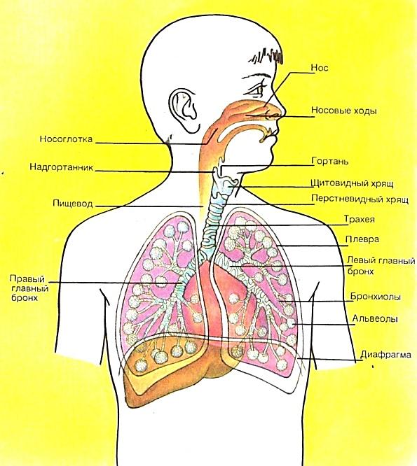 Путь воздуха в организм человека. Младший школьный Возраст дыхательная система. Афо дыхательной системы. Дыхательная система схема для детей. Органы дыхательной системы для детей.
