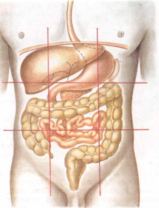 Области живота человека. Органы брюшной полости поджелудочная железа. Голотопия пищеварительной системы система. Голотопия брюшной полости. Голотопия поджелудочной железы.