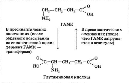 Альфа аминомасляная кислота. Формула гамма аминомасляной кислоты. ГАМК гамма-аминомасляная кислота формула. Глутаминовая кислота в гамма аминомасляная кислота. Глутаминовая кислота 4-аминобутановая аминомасляная ГАМК.