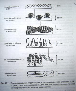 Установите соответствие спирализация хромосом. Максимальный уровень упаковки ДНК-гистонового комплекса в хромосому. Способы упаковки ДНК В хромосомах таблица. Этапы спирализации хромосом. Способы упаковки ДНК.