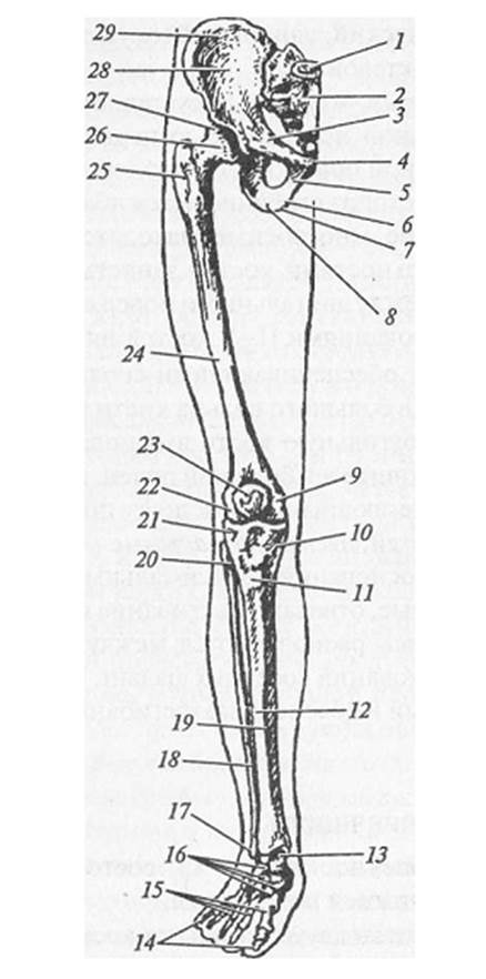 Анатомия нижних конечностей человека