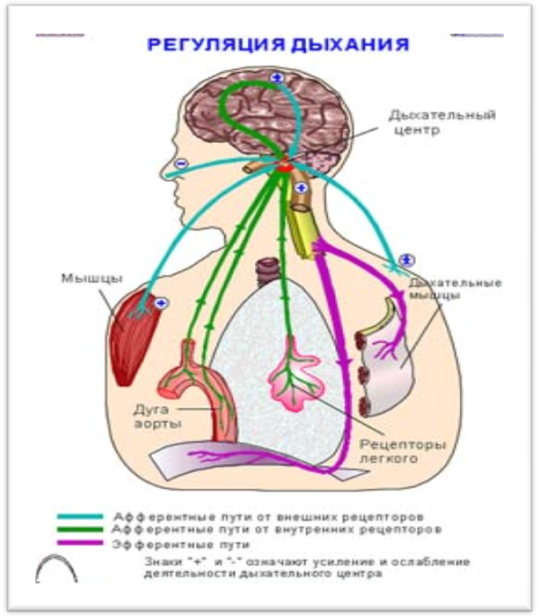 Регуляция дыхания. Нервная регуляция дыхания схема. Механизм регуляции дыхания схема. Особенности регуляции дыхания у детей.