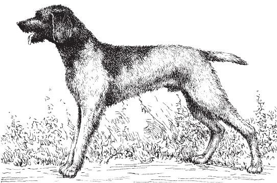 Рассмотрите фотографию собаки породы немецкий дратхаар. Дратхаар стандарт породы. Немецкий дратхаар. Немецкая охотничья собака дратхаар. Дратхаар с хвостом.