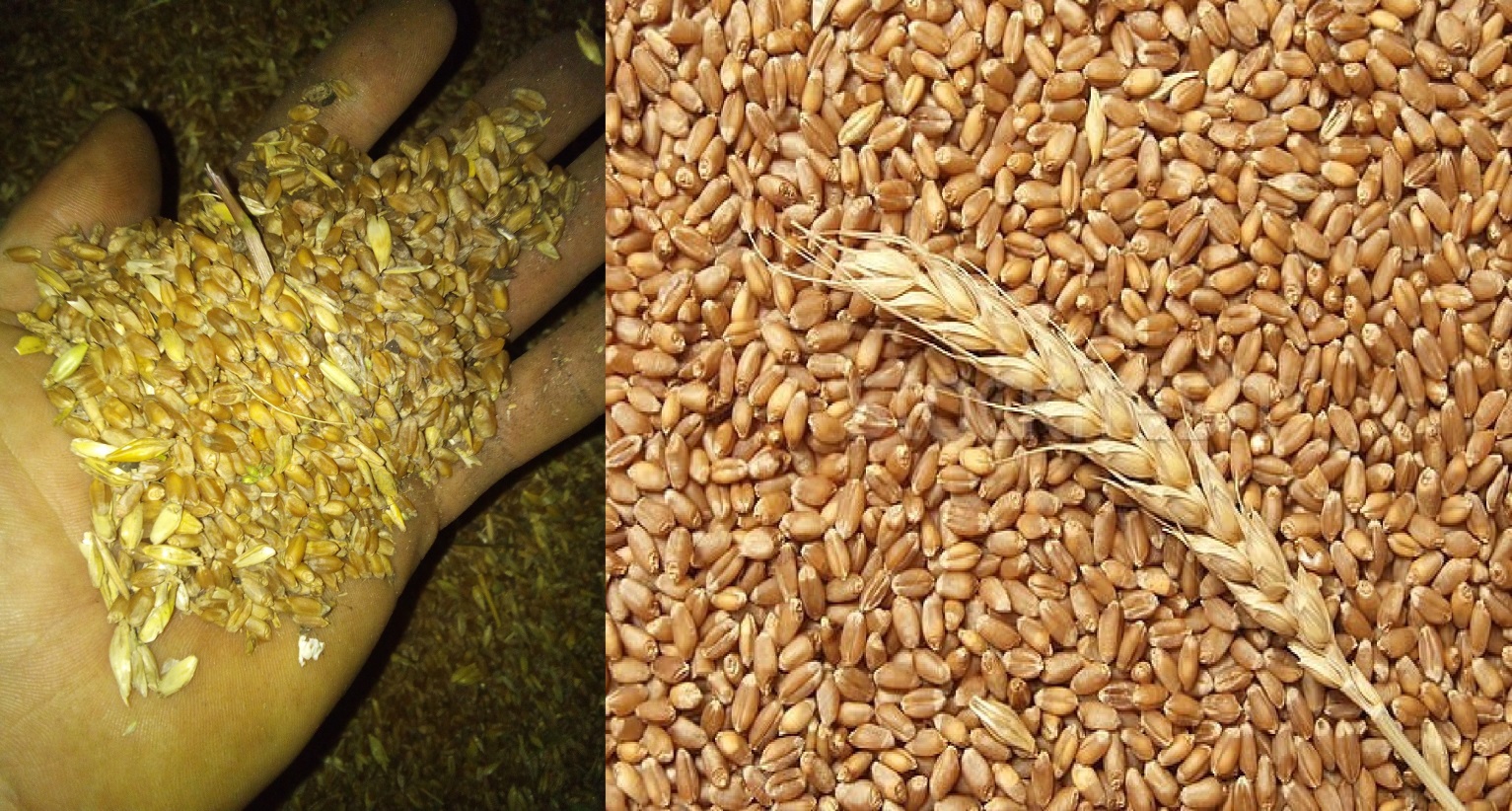 Замените пшеничные зерна. Сушка зерновых. Зернышко пшеницы. Сушка зерна пшеницы. Высушенная пшеница.