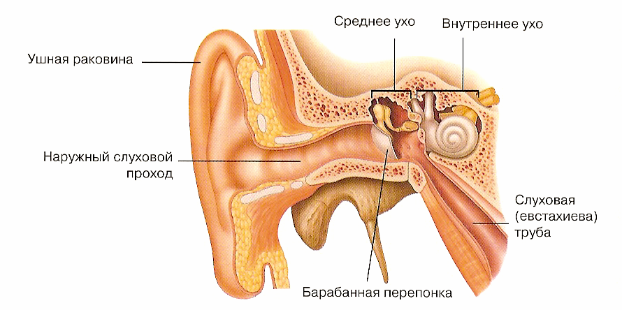 Строение уха человека схема с описанием внутреннее и наружное