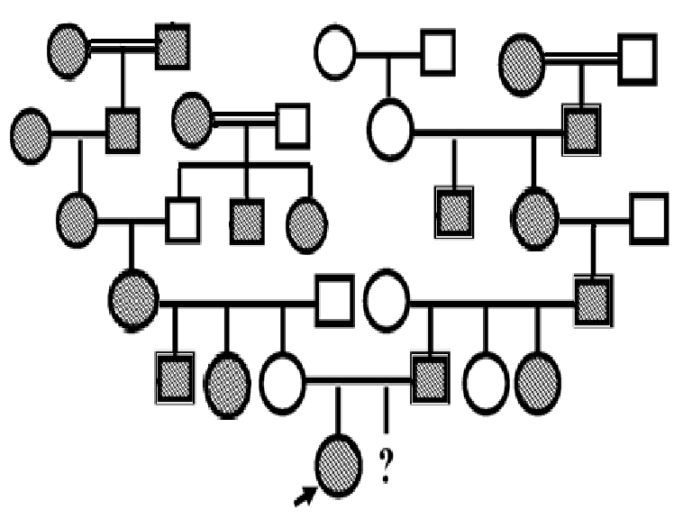 Генетика деревьев. Генеалогический метод схема родословной. Генеалогический метод родословная схема. Родословная семьи генеалогический метод. Генеалогический метод дерево.