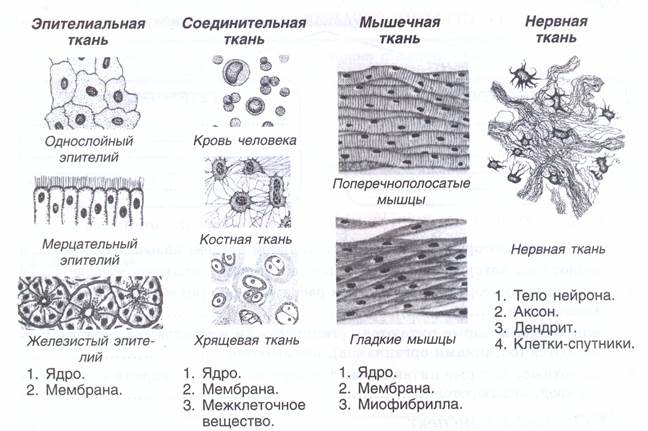 Назовите изображенные на рисунке ткани. Строение эпителиальной клетки схема. Строение и функции эпителиальной и соединительной ткани. Типы тканей человека строение. Соединительная ткань растений рисунок.