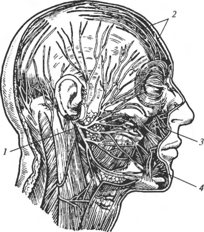 Нервы лицевой области. Лицевой нерв на шее. Нижнечелюстной нерв.