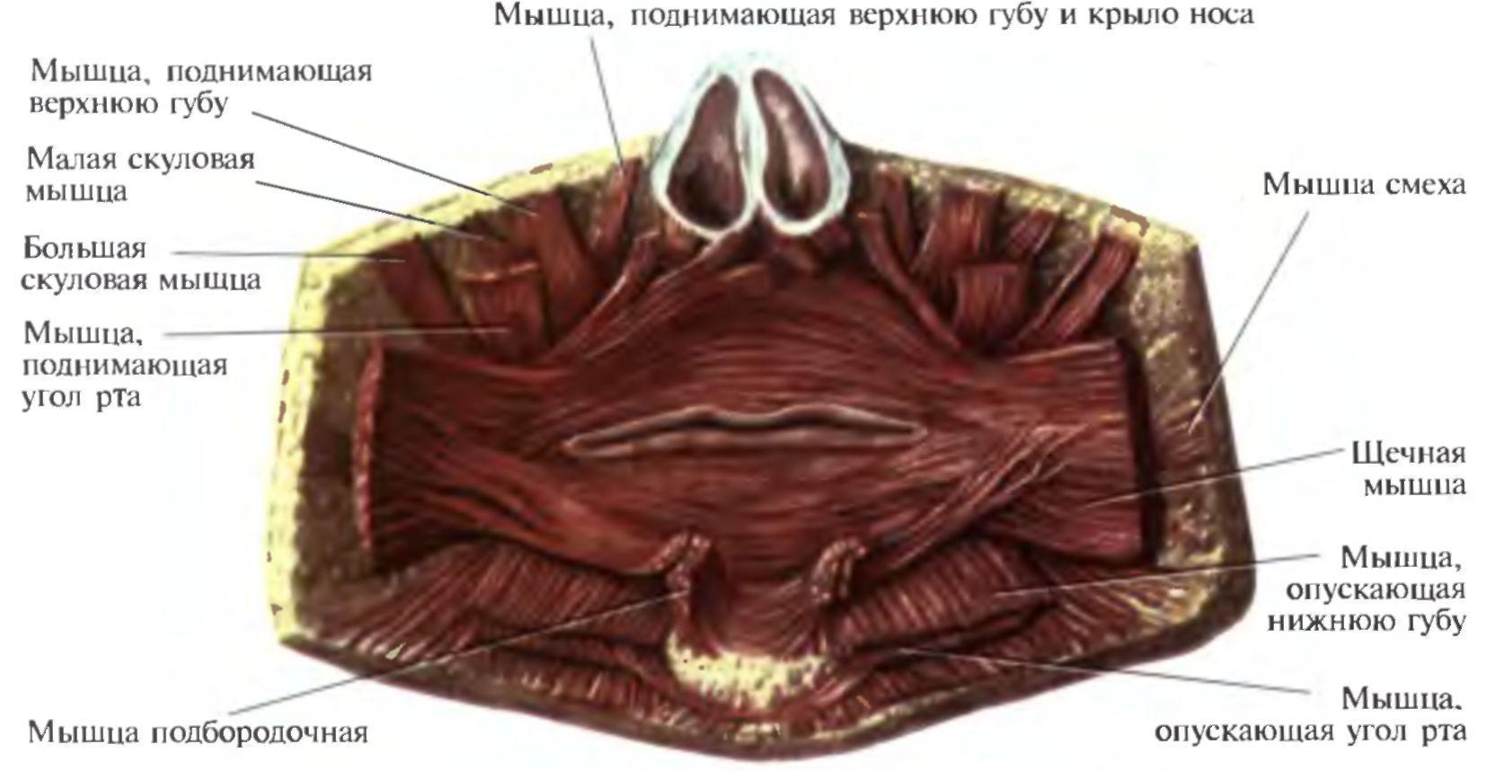Верхний край губы. Мышцы окружающие ротовую. Мышцы окружающие ротовую щель.