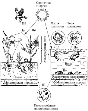 Плотоядные растения в круговороте веществ. Структура наземной и водной экосистем. Схема наземной и водной экосистемы. Сравнение водной и наземной экосистемы. Структура наземных и водных биогеоценозов.