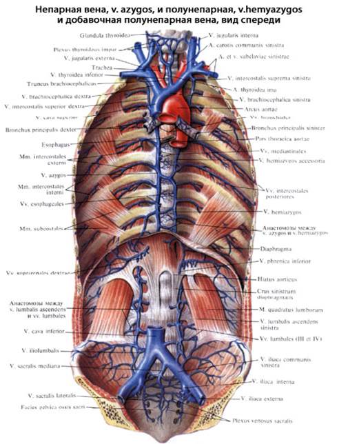 Брюшной на латыни. Добавочная полунепарная Вена. Вена azygos анатомия. Добавочная полунепарная Вена анатомия.