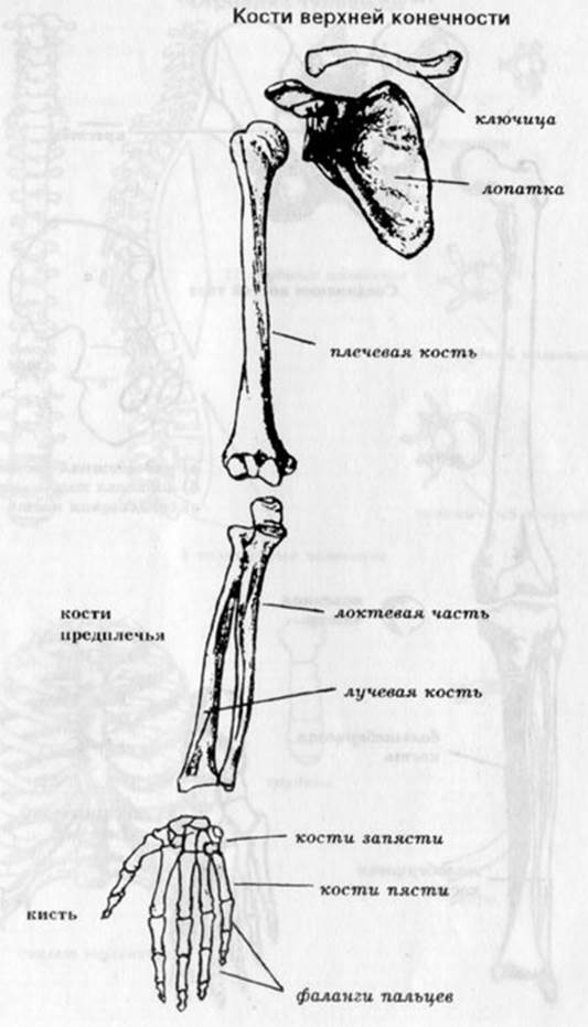 Анатомия кости верхней конечности. Кости верхних конечностей человека анатомия. Кости верхней конечности строение. Строение верхней конечности анатомия. Кости скелета свободной верхней конечности.