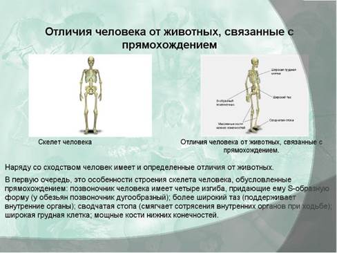 Презентация сходство человека с животными и отличие от них