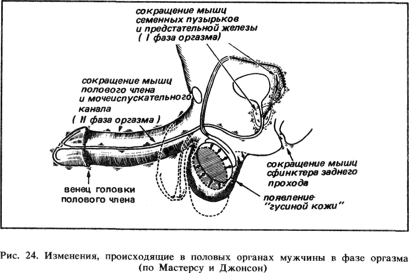 половые органы мужские и женские оргазм фото 106