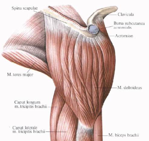 Акромиальная часть дельтовидной мышцы