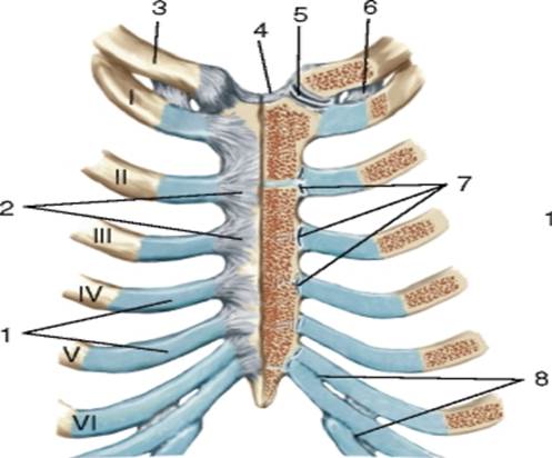 Ребро тип соединения. Грунореберные суставы. Грудино реберный сустав. Грудино реберный сустав анатомия. Реберно грудинное сочленение анатомия.