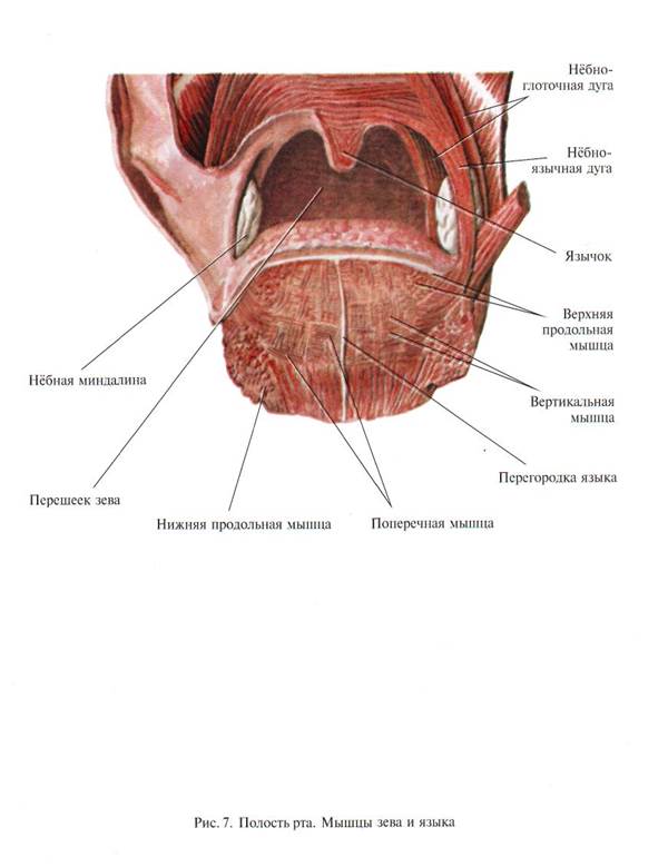 Небно глоточная мышца. Строение небно-глоточного аппарата. Мышцы небно глоточного кольца. Небно язычная и небно глоточная мышца.