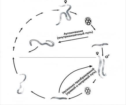 Жизненный цикл угрицы. Анкилостома жизненный цикл схема. Ancylostoma duodenale жизненный цикл. Анкилостома дуоденале жизненный цикл. Угрица кишечная строение.
