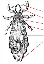 Какой цифрой обозначена самка головной вши. Pediculus humanus capitis строение. Строение самки и самца головной вши (Pediculus humanus capitis).. Головная вошь самка строение. Головная вошь внешнее строение.