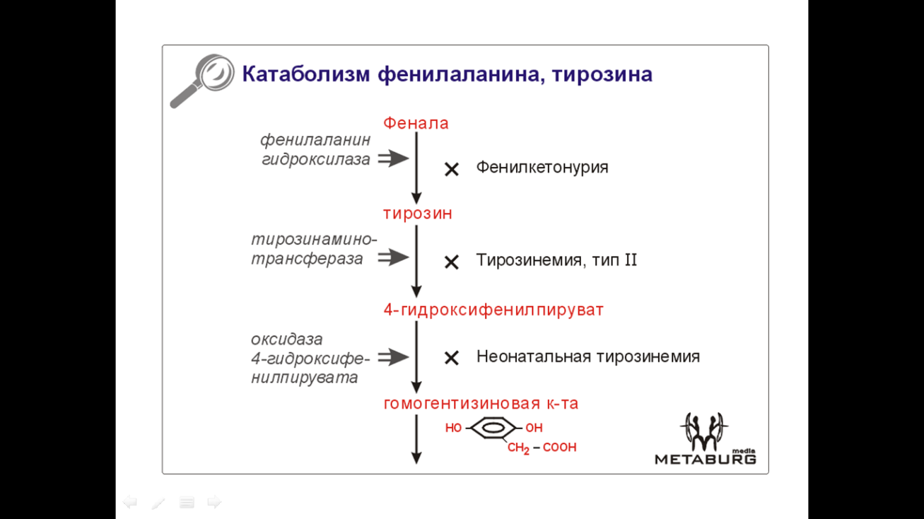 Фенилаланин биохимия. Схема превращения тирозина. Метаболизм фенилаланина биохимия. Катаболические пути превращений тирозина. Катаболизм фенилаланина и тирозина.