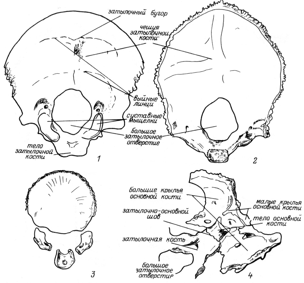 Задние кости черепа. Кости мозгового черепа затылочная кость. Затылочная кость черепа анатомия части. Строение костей черепа затылочная. Строение затылочной кости черепа.
