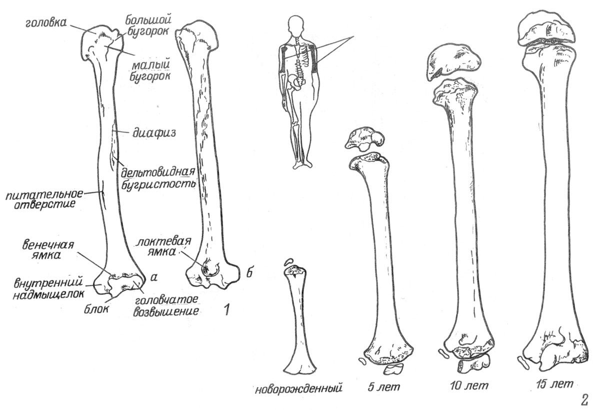 Длинные трубчатые кости конечностей