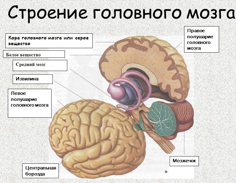 Структура головного мозга включает. Большие полушария головного мозга структуры белого вещества. Анатомия серого вещества ствола головного мозга.. Белое вещество головного мозга строение и функции. Белое вещество коры головного мозга строение.